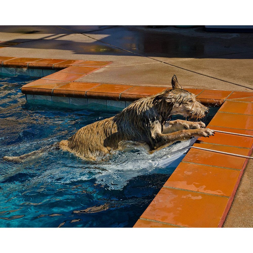 Rampe piscine pour chien/animal de compagnie Skamper-ramp - L'Univers de la  Piscine